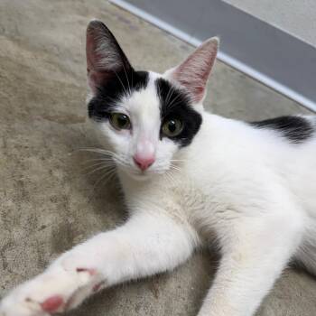 Domestic Short Hair Cats Available for Adoption in Marshall, Texas - Rosie | PetCurious