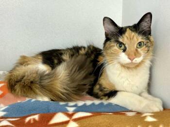 Domestic Medium Hair Cats Available for Adoption - Pearl | PetCurious