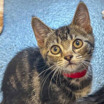 Rescue Domestic Short Hair Cats for Adoption in West Palm Beach, Florida - Honey | PetCurious