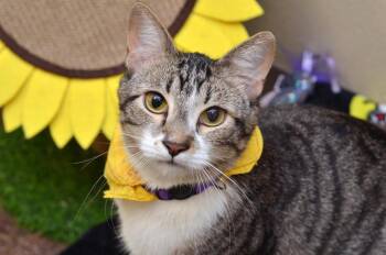 Domestic Short Hair and Tiger Cats Available for Adoption in Sanford, Florida - Oscar | PetCurious