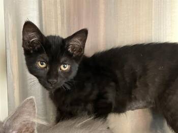 MICO -  Domestic Short Hair Cat for Adoption in Tustin, California - MICO | PetCurious