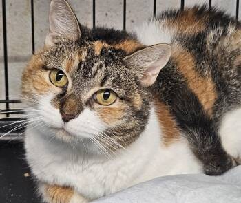 Skittles N. - Ball of Love -  Domestic Medium Hair Cat for Adoption in New York, New York - Skittles N. - Ball Of Love | PetCurious