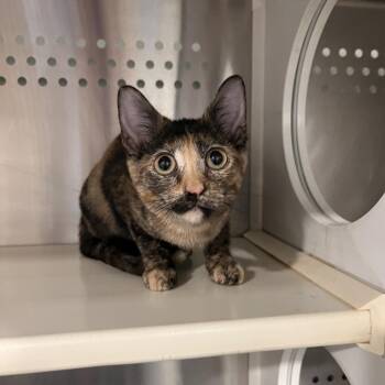 Sofia -  Domestic Short Hair Cat for Adoption in Washburn, Missouri - Sofia | PetCurious