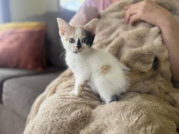 Domestic Short Hair Cats Available for Adoption - Snowbelle-Transport | PetCurious