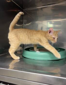 Domestic Short Hair Cats Available for Adoption in Montville, New Jersey - Potato Salad | PetCurious