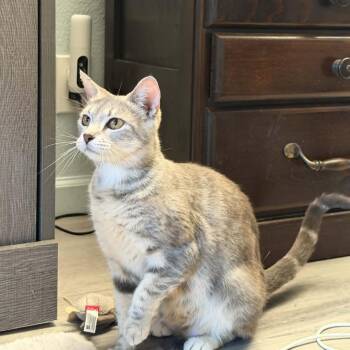 Opalite -  Domestic Short Hair Cat for Adoption in Sunnyvale, California - Opalite | PetCurious
