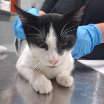 Sven -  Domestic Short Hair Cat for Adoption in Summerville, South Carolina - Sven | PetCurious