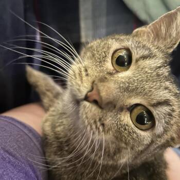 Domestic Short Hair Cats Available for Adoption in Columbia, Missouri - Fern | PetCurious