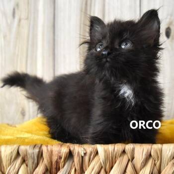 Orco -  Domestic Medium Hair Cat for Adoption in Yuma, Arizona - Orco | PetCurious