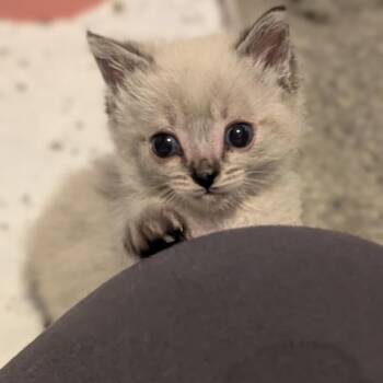 Mochi -  Domestic Short Hair Cat for Adoption in Calgary, Alberta - Mochi | PetCurious