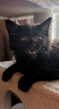 Godzilla -  Domestic Long Hair Cat for Adoption in Omaha, Nebraska - Godzilla | PetCurious
