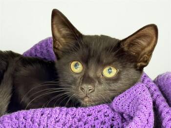 SPARKY -  Domestic Short Hair Cat for Adoption in Fort Lauderdale, Florida - SPARKY | PetCurious