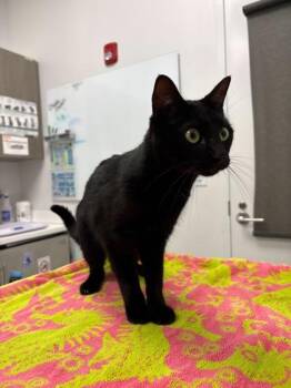 Charcoal for Christmas in July -  Domestic Short Hair Cat for Adoption in Kansas City, Missouri - Charcoal For Christmas In July | PetCurious