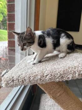 Marble -  Domestic Short Hair Cat for Adoption in Cortland, New York - Marble | PetCurious