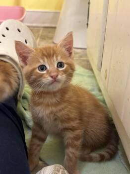Timmy -  Domestic Short Hair Cat for Adoption in Richmond, Virginia - Timmy | PetCurious