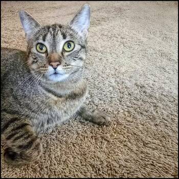 Rescue Domestic Short Hair and Tabby Cats for Adoption in Roswell, Georgia - Naomi | PetCurious