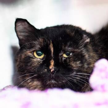 Domestic Medium Hair Cats Available for Adoption in Middletown, Rhode Island - Freya | PetCurious