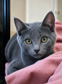 Zane Grey -  Russian Blue Cat for Adoption in Fresno, California - Zane Grey | PetCurious