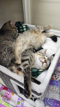 Stubby -  Domestic Short Hair Cat for Adoption in Oconto, Wisconsin - Stubby | PetCurious