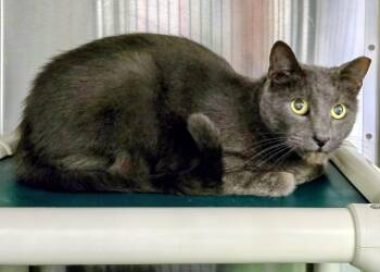 Rescue Domestic Short Hair Cats for Adoption in Lindenhurst, New York - 5-450 Fang | PetCurious