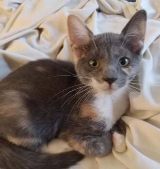 Pumpkin 6 -  Domestic Short Hair Cat for Adoption in Tucson, Arizona - Pumpkin 6 | PetCurious