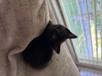 Frank -  Domestic Short Hair Cat Available for Adoption in Fruit Heights, Utah - Frank | PetCurious