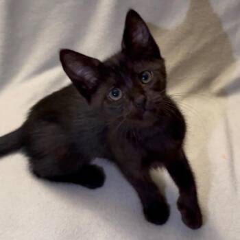 Flower -  Domestic Short Hair Cat for Adoption in Los Angeles, California - Flower | PetCurious