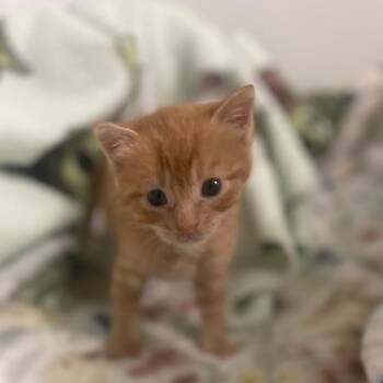 Oscar -  Domestic Short Hair Cat for Adoption in Bentonville, Arkansas - Oscar | PetCurious