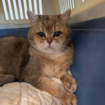 British Shorthair Cats Available for Adoption - Kesha | PetCurious