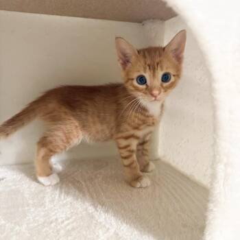 Swiss -  Domestic Short Hair Cat for Adoption in NEW PT RICHEY, Florida - Swiss | PetCurious