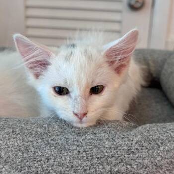 Smidge -  Domestic Medium Hair Cat for Adoption in Jupiter, Florida - Smidge | PetCurious