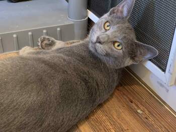 Rescue Domestic Short Hair and Russian Blue Cats for Adoption - Henri 0525 Bonded W/Edmond | PetCurious
