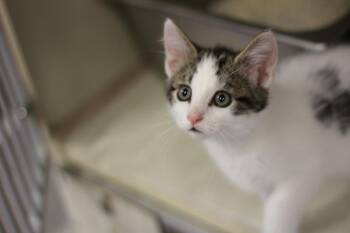 Thunder (pre-adoption) -  Domestic Short Hair Cat for Adoption in Rockford, Illinois - Thunder (pre-adoption) | PetCurious