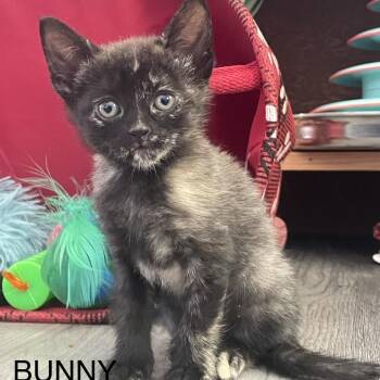 Bunny -  Domestic Short Hair Cat for Adoption in Lakewood, Colorado - Bunny | PetCurious