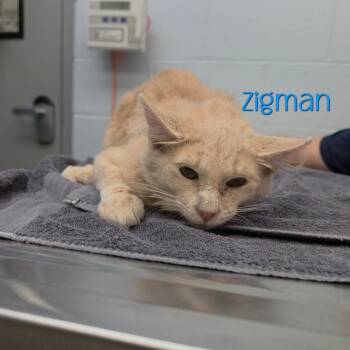 Zigman -  Domestic Short Hair Cat for Adoption in Parkersburg, West Virginia - Zigman | PetCurious