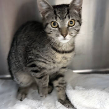 Rescue Domestic Short Hair Cats for Adoption in Voorhees Township, New Jersey - Rosewood | PetCurious