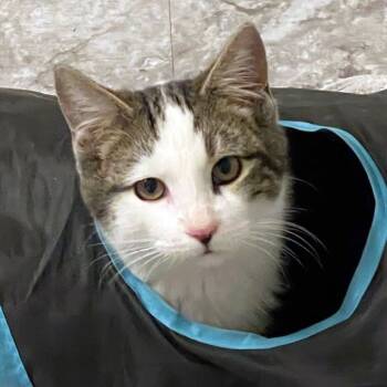 Rescue Domestic Short Hair Cats for Adoption in Redlands, California - Captain | PetCurious