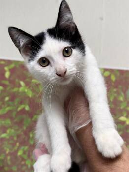 PETER PARKER -  Domestic Short Hair Cat for Adoption in San Antonio, Texas - PETER PARKER | PetCurious
