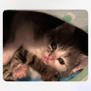 Rescue Domestic Short Hair Cats for Adoption in St. Peters, Missouri - Elphaba | PetCurious