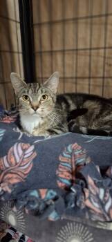 Jazzy -  Domestic Short Hair Cat for Adoption in Faribault, Minnesota - Jazzy | PetCurious