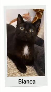 Bianca -  Domestic Short Hair Cat for Adoption in Caistor Centre, Ontario - Bianca | PetCurious
