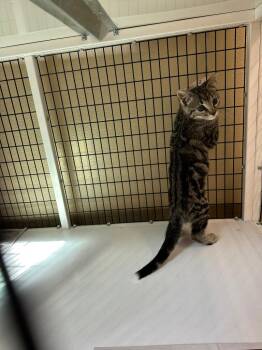 Blk and Grey tabby kitten -  Domestic Medium Hair Cat for Adoption in Green River, Wyoming - Blk And Grey Tabby Kitten | PetCurious