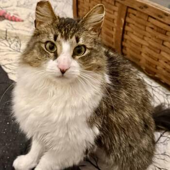Domestic Long Hair Cats Available for Adoption in Reston, Virginia - Penelope | PetCurious