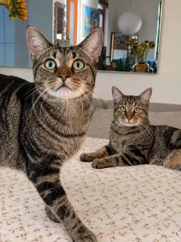 Lixy (F) & Arcanne (M) -  Tabby Cat for Adoption in Montreal, Quebec - Lixy (F) & Arcanne (M) | PetCurious