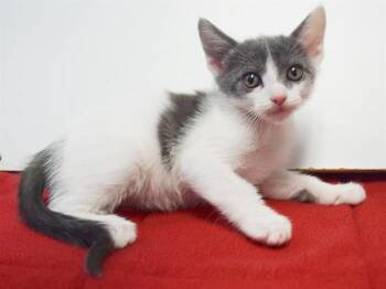 WEST -  Domestic Short Hair Cat for Adoption in Sacramento, California - WEST | PetCurious