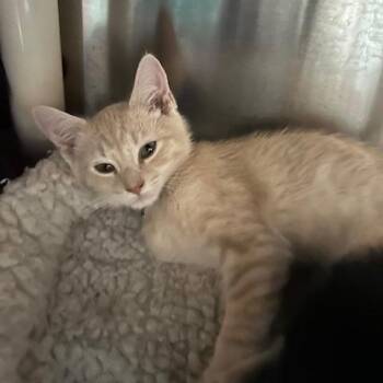 Toby -  Domestic Short Hair Cat for Adoption in Knoxville, Tennessee - Toby | PetCurious