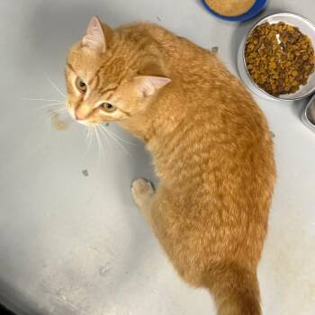 Domestic Short Hair Cats Available for Adoption in Carroll, Iowa - Felix | PetCurious