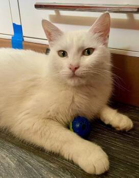Mama Dahlia (Dali) Philly Halo Litter -  Domestic Short Hair Cat for Adoption in Telford, Pennsylvania - Mama Dahlia (Dali) Philly Halo Litter | PetCurious