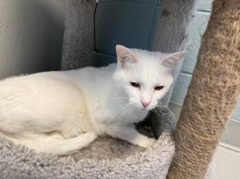 Dublin -  Domestic Short Hair Cat for Adoption in Dalton, Georgia - Dublin | PetCurious