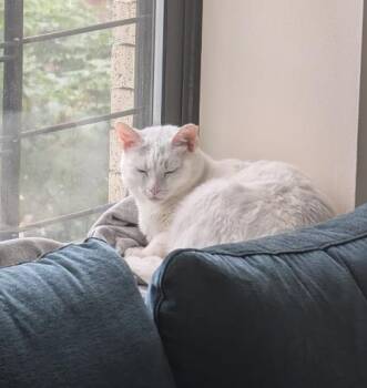 Stardust -  Domestic Short Hair Cat for Adoption - Stardust | PetCurious